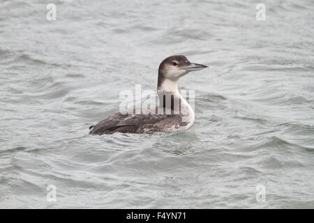 La Great Northern Loon (Gavia immer) au Canada Banque D'Images