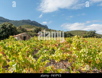 Un vigneron's Hill dans un vignoble près de Maury dans la vallée de l'Agly près de Perpignan, Roussillon, France Banque D'Images