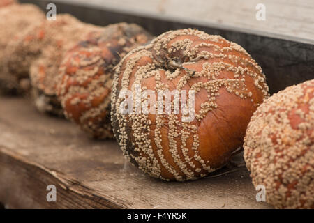 Des modèles intéressants de spores de champignons poussant sur des pommes à cuire bramley exceptionnels de fructifications des lignes de joints toriques dans les patchs Banque D'Images