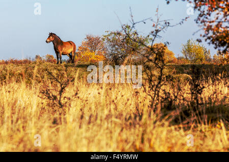 Exmoor Pony paysage de prairie d'automne, cheval sauvage introduit dans la campagne tchèque de l'Exmoor anglais, Milovice République tchèque Banque D'Images