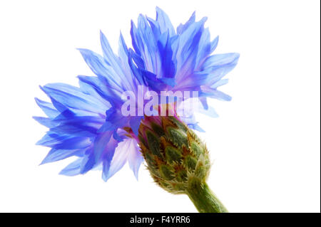 Centaurea cyanus 'Blue Ball' (bleuet, Baccalauréat en bouton). Close up de bleuet unique contre rétro arrière-plan blanc. Banque D'Images