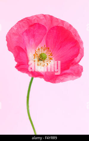 Close up of a pink 'Shirley' série de pavot (Papaver rhoeas). Banque D'Images