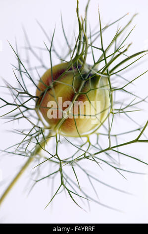 Nigella 'Miss Jekyll' (amour-dans-un-mist). Tête de semences contre fond blanc. Banque D'Images