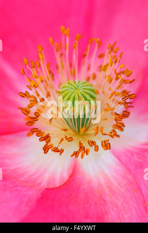 Close up of a pink 'Shirley' série de pavot (Papaver rhoeas). Banque D'Images