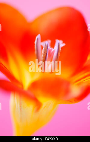 Fleur de freesia vibrant contre un fond rose Banque D'Images