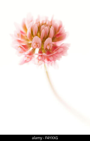 Trifolium hybridum (Clover Alsike). Fleur rose sur fond blanc Banque D'Images