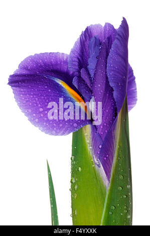 (Iris Blue Magic). Close up de fleur d'ouverture, sur fond blanc. Banque D'Images