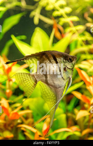 Un beau vert planté d'eau douce tropicaux d'aquarium avec des poissons Pterophyllum scalare Banque D'Images