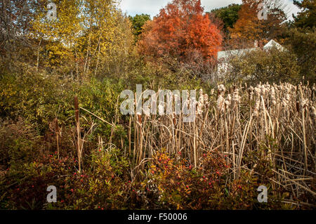 D'avoir une maison au bord d'un marais à l'automne est la plus belle période de l'année. Avec le bouleau, l'érable, Banque D'Images