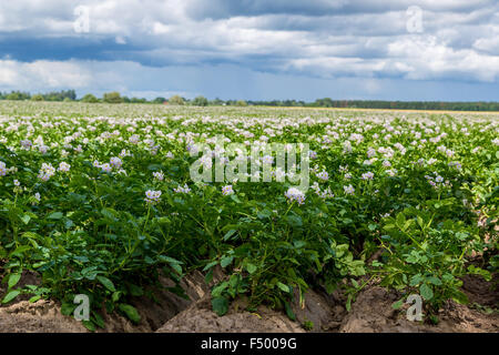 En fleurs fleurs de pommes de terre dans le grand champ Banque D'Images