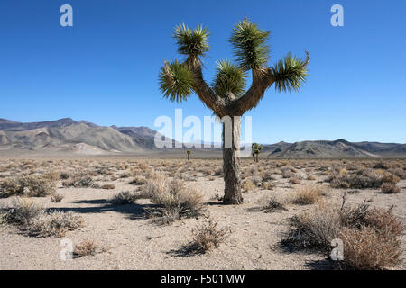 Joshua Tree ou palm yucca (Yucca brevifolia) près de la vallée de la mort, Californie, USA Banque D'Images