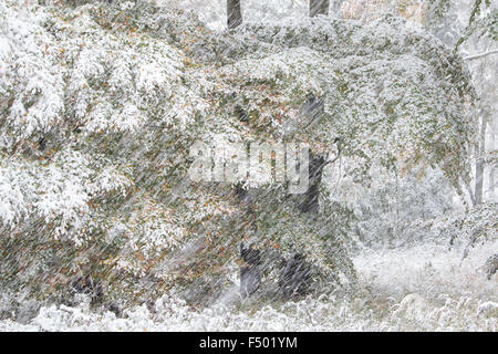 Début de l'arrivée de l'hiver, les arbres feuillus aux couleurs de l'automne dans la neige, Hesse, Allemagne Banque D'Images