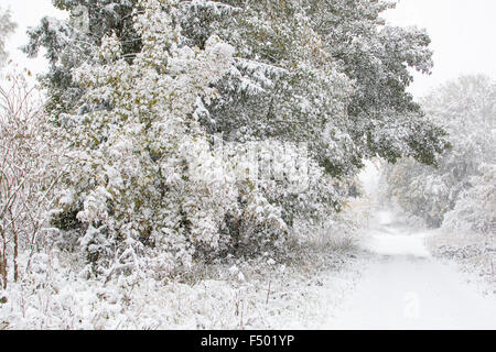 Début de l'arrivée de l'hiver, les arbres feuillus aux couleurs de l'automne dans la neige, Hesse, Allemagne Banque D'Images