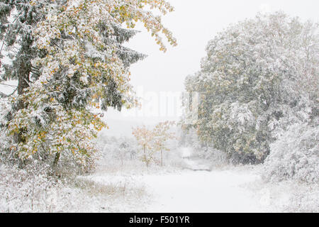 Début de l'arrivée de l'hiver, les arbres feuillus aux couleurs de l'automne dans la neige, Hesse, Allemagne Banque D'Images