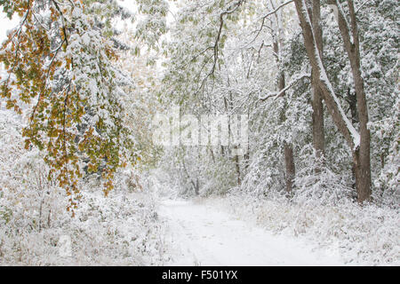 Début de l'arrivée de l'hiver, le chemin d'arbres à feuilles caduques et la neige, Hesse, Allemagne Banque D'Images