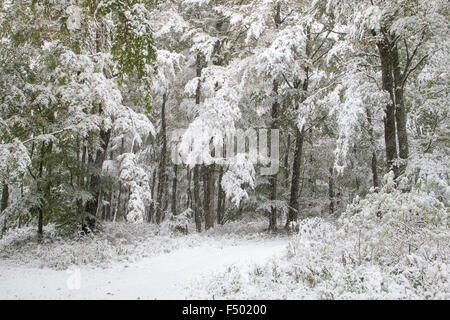 Début de l'arrivée de l'hiver, les arbres feuillus aux couleurs de l'automne et la neige, Hesse, Allemagne Banque D'Images