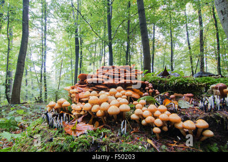 Touffe Hypholoma capnoides (conifères) en forêt d'automne, Hesse, Allemagne Banque D'Images