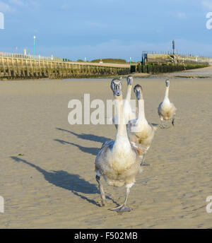 Cygnets blanc Cygne tuberculé (Cygnus olor) marcher sur une plage de sable à l'automne dans le West Sussex, Angleterre, Royaume-Uni. Banque D'Images