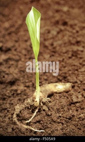 Des semis en sol fertile de curcuma Banque D'Images