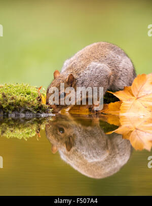 L'Écureuil gris (Sciurus carolinensis) boire de l'étang des bois Banque D'Images