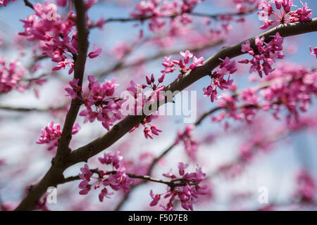 Eastern Redbud tree (Cercis canadensis) en pleine floraison au printemps Banque D'Images