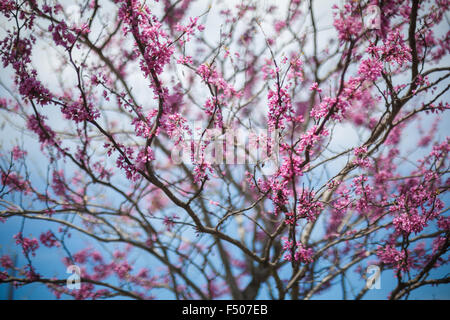 Eastern Redbud tree (Cercis canadensis) en pleine floraison au printemps Banque D'Images