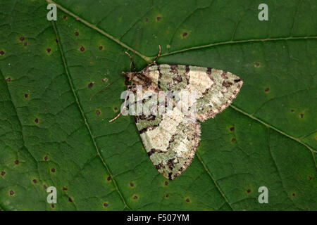 Highflyer, Hydriomena furcata Juillet Banque D'Images