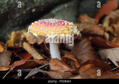 Virginia Water, Surrey, UK. 25 octobre 2015. Comme l'heure d'été britannique Le Royaume-Uni se termine en tête avec l'hiver soleil voilé dans tout le sud-est de l'Angleterre. Un toadstool colorés parmi les feuilles mortes à Virginia Water, Surrey. Banque D'Images