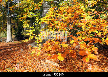 Virginia Water, Surrey, UK. 25 octobre 2015. Comme l'heure d'été britannique Le Royaume-Uni se termine en tête avec l'hiver soleil voilé dans tout le sud-est de l'Angleterre. L'automne doré feuilles d'un hêtre à Virginia Water, Surrey. Banque D'Images