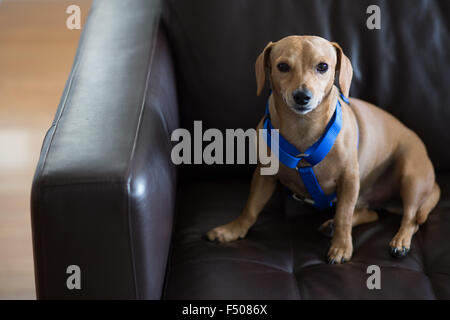 A cute dachshund dog portant un faisceau bleu assise sur un sofa Banque D'Images