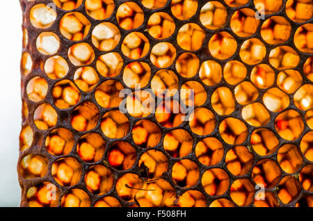Miel de l'abeille carniolienne (Apis mellifera carnica), une sous-espèce de l'abeille à miel Banque D'Images
