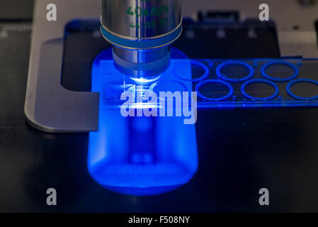 Test de fluorescence immunitaire microscopique pour la preuve de l'anticorps, éclairé par la lumière bleue Banque D'Images