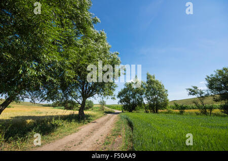 La route au sol dans un paysage rural : les arbres à proximité de champs de céréales. Banque D'Images
