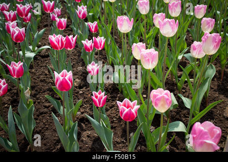 Tulipes rouges et roses en pleine floraison Banque D'Images