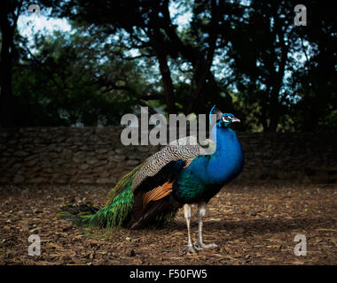 Peacock debout dans le soleil à Mayfield Park à Austin, Texas Banque D'Images