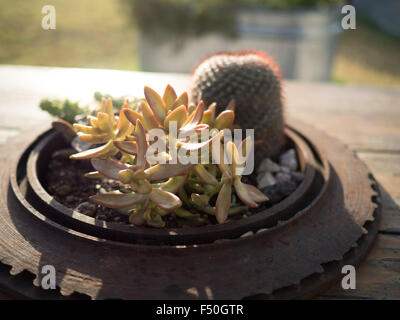 Un succulent et arrangement cactus baigné de lumière dorée Banque D'Images