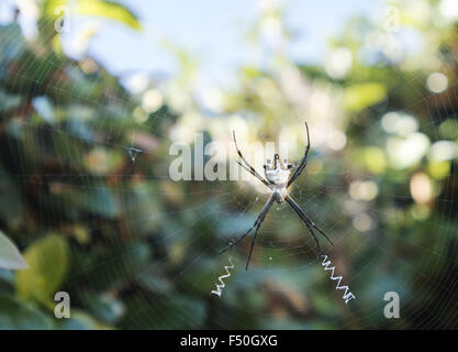 San Clemente, Californie, USA. 24 Oct, 2015. Le Silver Argiope araignée des jardins (aigrette l'argentite) peuvent être trouvés dans un large éventail d'habitats dans les États-Unis du sud de la Californie à la Floride et au sud jusqu'à l'Argentine. Tandis que l'argent Argiope bouchée n'est pas venimeux, la morsure peut causer de l'irritation chez les adultes pendant plusieurs heures. Sur la photo, une femelle silver argiope a construit un site web en Californie du sud jardin. © David Bro/ZUMA/Alamy Fil Live News Banque D'Images