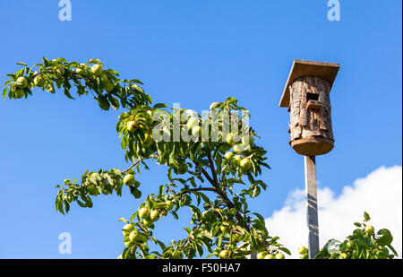 Scène d'été avec un nichoir vide et apple tree against blue sky Banque D'Images