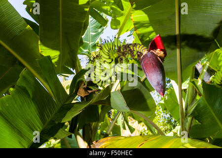 Feuilles vertes, grappe de fruits et la fleur d'une plante banane (Musa acuminata) dans une plantation entre les ruines de l'ancien vi Banque D'Images