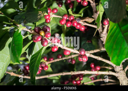 Les grains de café rouge sont de plus en plus sur des bagues, situé à environ 1600 m au-dessus du niveau de la mer dans les Ghāts occidentaux Banque D'Images
