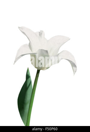 Lys blanc fleur tulipe sur fond blanc Banque D'Images