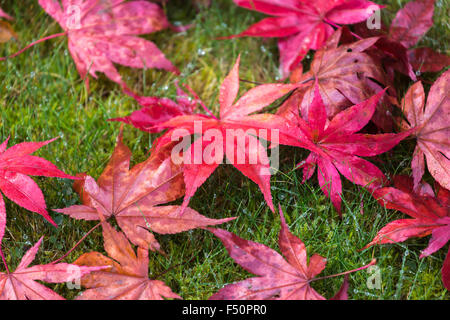 Tombé l'érable rouge (Acer) feuilles sur l'herbe rosée à l'automne, au sud-est de l'Angleterre, Royaume-Uni Banque D'Images