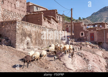 Berger avec troupeau de moutons dans un village berbère, Haut Atlas, Maroc, Afrique du Nord Banque D'Images