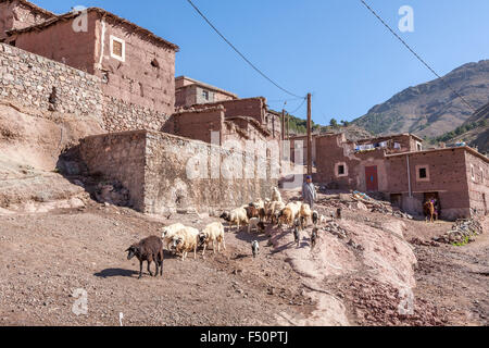 Berger avec troupeau de moutons dans un village berbère, Haut Atlas, Maroc, Afrique du Nord Banque D'Images