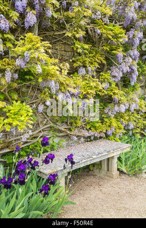 Siège en pierre avec belle pourpre glycine (Wisteria sinensis) et iris au printemps dans les jardins de Loseley Park, Surrey, UK Banque D'Images