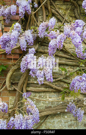 Violet magnifique glycine (Wisteria sinensis) au printemps dans les jardins de Loseley Park, Surrey, UK Banque D'Images