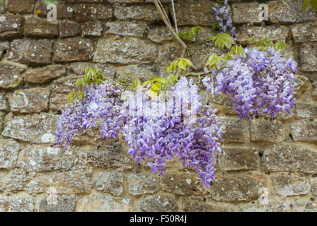 Violet magnifique glycine (Wisteria sinensis) dans le ressort contre un mur de pierre dans les jardins de Loseley Park, Surrey, UK Banque D'Images