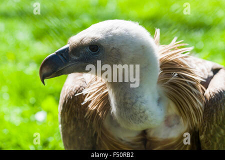 Un Griffon Vulture (Gyps fulvus), assis sur un pré Banque D'Images