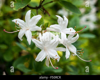 Fleurs de chèvrefeuille Banque D'Images