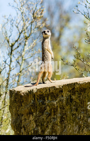 Un meerkat (Suricata suricatta) est debout sur un rocher Banque D'Images